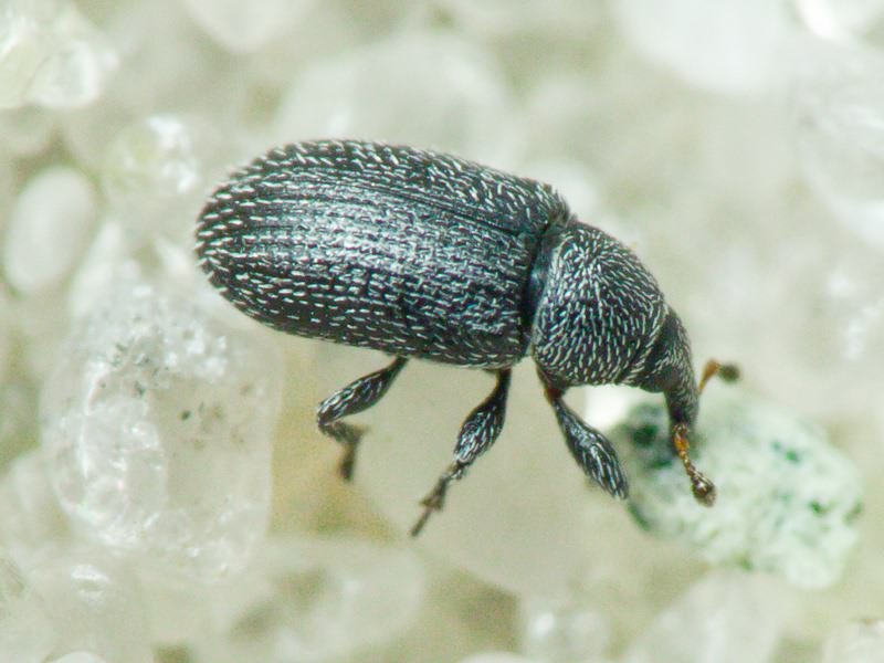 Gymnetron melanarium Germar, 1821